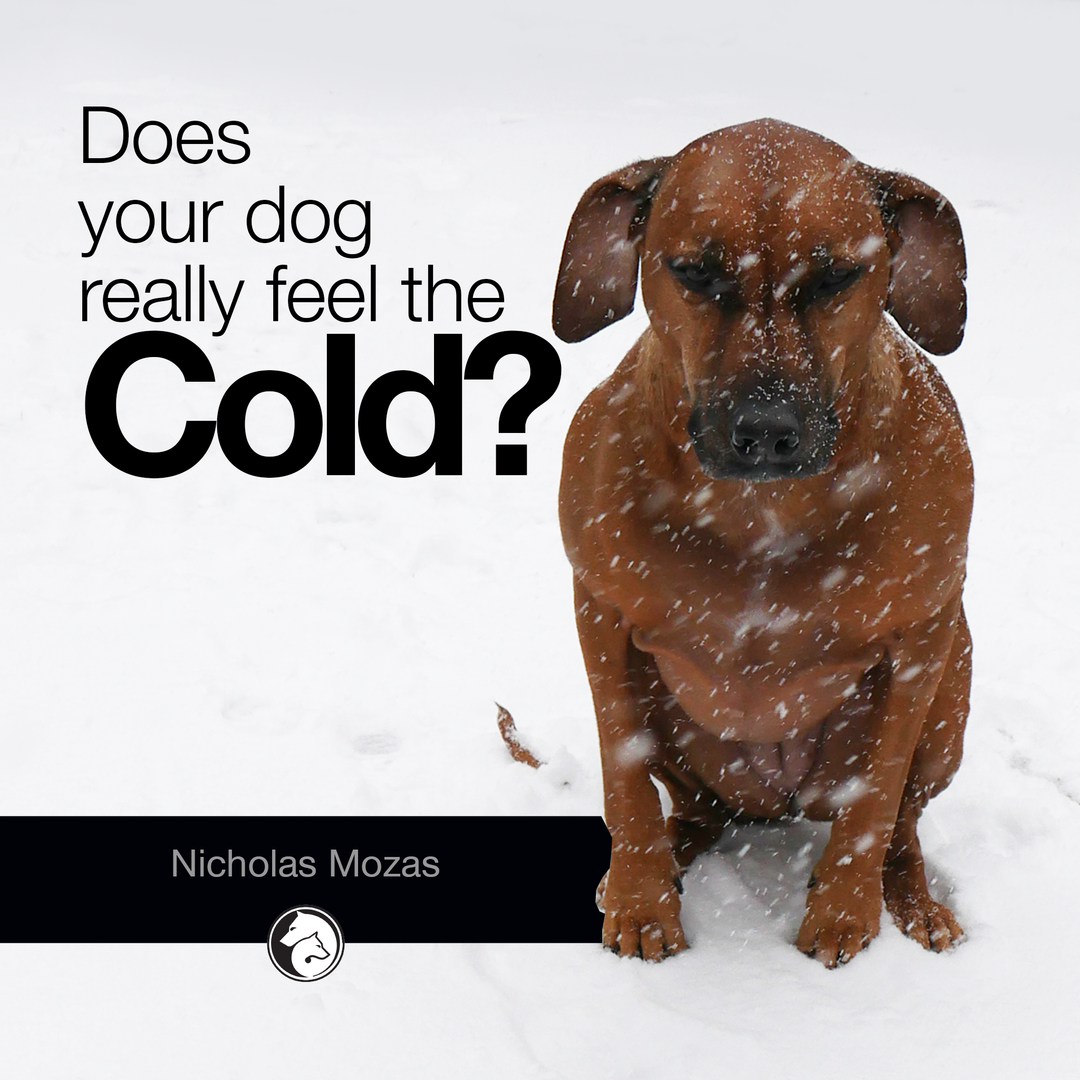 Does Your Dog Really Feel The Cold?