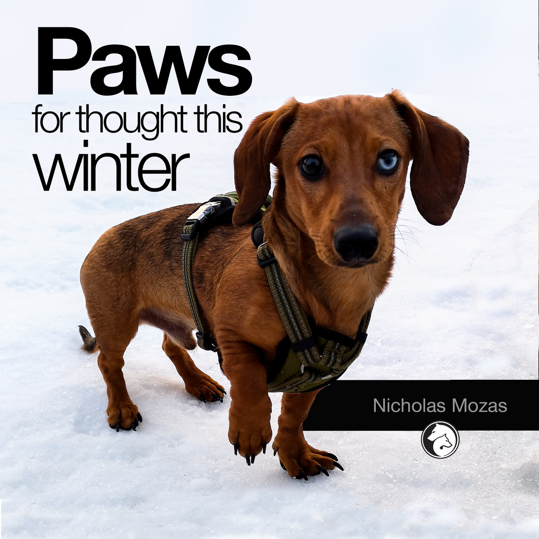 Paws For Thought This Winter